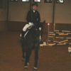 Reitabzeichen 2018